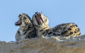 Neige : ouverture du Bioparc de Doué-la-Fontaine reportée