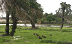 Sénégal : la situation reste à clarifier sur le contrôle du vaccin de la fièvre jaune (mise à jour) Sénégal : la situation reste à clarifier sur le contrôle du vaccin de la fièvre jaune (mise à jour)