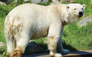 Le zoo de Cerza accueille deux ours polaires