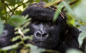 Savanna tours : Safari d'exception individuel au Rwanda pour clients d'exception avec découverte des gorilles de montagne et des chimpanzés