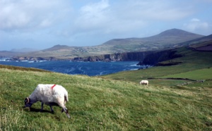 St Patrick : l'OT d'Irlande récompensera l’agence la plus verte de France !