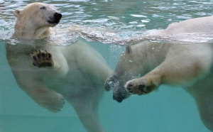 Antibes : Marineland inaugure son espace de vie pour les ours polaires