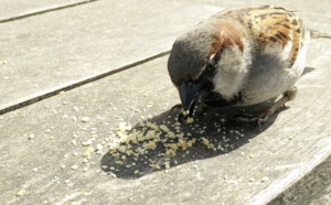 La case de l’Oncle Dom : Selectour vs fournisseurs... à qui perd gagne ? La case de l’Oncle Dom : Selectour vs fournisseurs... à qui perd gagne ?