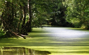 EDEN 2010 : le Grand Site du Marais Poitevin reçoit le prix d'excellence 2010