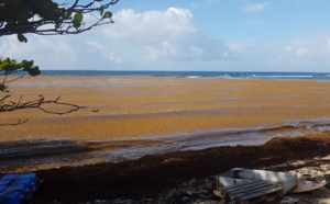 Antilles : l’invasion de sargasses (algues) porte un coup au tourisme