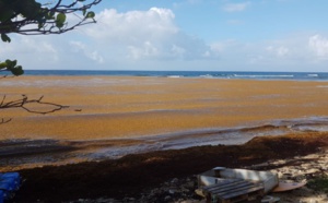 Antilles : 10 millions d'euros pour lutter contre les sargasses sur le littoral