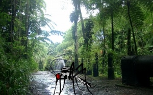 Martinique : "La dengue ne doit pas compromettre la saison hiver !"