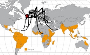FAQ the dengue : que dire à vos clients à propos du virus ?