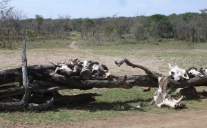 Serengeti : la Tanzanie veut se mettre des « bâtons dans les gnous »...