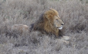 Comment Savanna Tours a tissé un réseau d’agences réceptives en Afrique