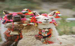 Les équipes du Groupe Gaston Sacaze Pérou, Argentine, Chili, Bolivie et Equateur vous souhaitent de joyeuses fêtes de Noël  et une bonne année 2011