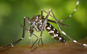 Cuba : attention aux moustiques !