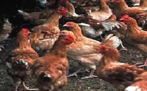 Grippe aviaire en Asie : le bilan s'alourdit