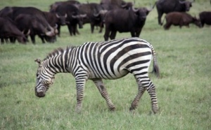 Kenya : le "Visa à 20 €" prolongé jusqu'au 30 juin 2011