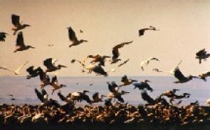 Grippe aviaire : pas d’affolement dans les résa Grippe aviaire : pas d’affolement dans les résa