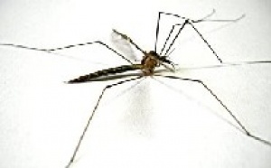 L'épidémie de Chikungunya sévit à La Réunion
