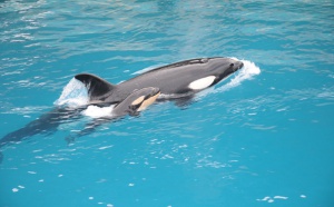 Marineland prépare l'ouverture de son premier hôtel Marineland prépare l'ouverture de son premier hôtel