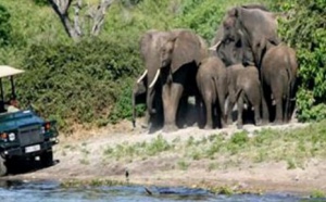 Safari Botswana 10 jours individuel 2011 vol régulier au départ de france et de Belgique 