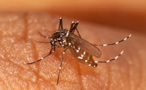 Chikungunya à la Réunion : les professionnels en appellent à la raison
