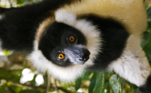 Madagascar part en tournée à Paris, Marseille, Lyon et Nantes