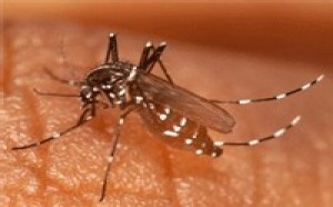 Océan Indien : les cas de chikungunya se multiplient Océan Indien : les cas de chikungunya se multiplient