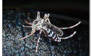 Chikungunya : Maurice piquée au vif…