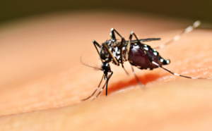 République Dominicaine : recrudescence des cas de dengue