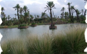 100 000 palmiers par an pour Marrakech