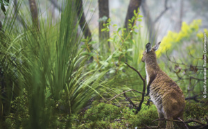 Adélaïde / Australie du Sud : une nature et une faune typiques