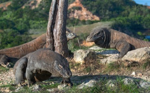 Surtourisme : l'Île de Komodo va mener une étude en vue d'une fermeture temporaire