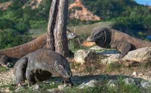 Surtourisme : l'Île de Komodo va mener une étude en vue d'une fermeture temporaire