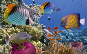 FTI Voyages programme Sharm-El-Sheikh pour l'hiver 2019-2020 FTI Voyages programme Sharm-El-Sheikh pour l'hiver 2019-2020