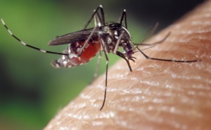 Thaïlande : recrudescence des cas de dengue