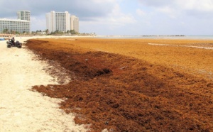 Caraïbes : l'industrie du tourisme s'organise pour lutter contre les algues sargasses