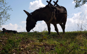 Val de Loire : "L'heureux Hasard", des cabanes, des ânes et des roulottes... Val de Loire : "L'heureux Hasard", des cabanes, des ânes et des roulottes...
