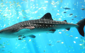 Cancun (Mexique) : J’ai testé pour vous la nage avec les requins-baleines
