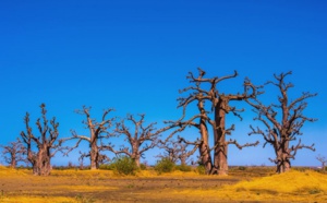 Sénégal : possible rétablissement du visa d'entrée pour les étrangers Sénégal : possible rétablissement du visa d'entrée pour les étrangers