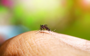 Jamaïque : une "sévère épidémie" de dengue selon le Quai d'Orsay