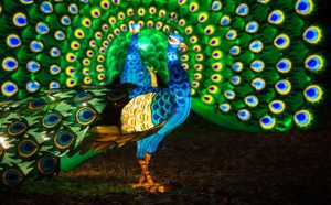 Le Parc Zoologique de Thoiry dépasse les 500 000 visiteurs en 2019