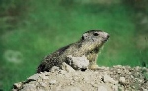 Parc du Mercantour : suivez le guide... numérique !