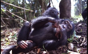 Sierra Leone : 10 ans après la fin du conflit, le tourisme peine à redémarrer