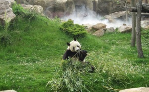 Chine : Les pandas de Beauval, ambassadeurs touristiques de la ville de Chengdu