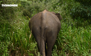Voyages Vert Vous - Épisode 5 : Sri Lanka, territoire des éléphants