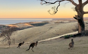 Tour du monde des réceptifs : après les incendies, les kangourous profitent d'une certaine accalmie en Australie