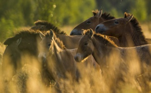 Le mystère des chevaux sauvages de Tchernobyl