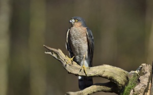 Arbres et oiseaux : balade au parc Montsouris, ce point chaud de la biodiversité parisienne