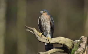 Arbres et oiseaux : balade au parc Montsouris, ce point chaud de la biodiversité parisienne Arbres et oiseaux : balade au parc Montsouris, ce point chaud de la biodiversité parisienne