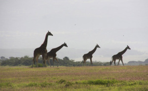 Émeutes à Mombasa au Kenya : les safaris se déroulent normalement