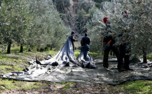 Var et Provence : gastronomie, métiers d’art, fêtes et traditions gardiennes de la mémoire