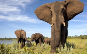 Le Zimbabwe part à la reconquête du marché touristique français